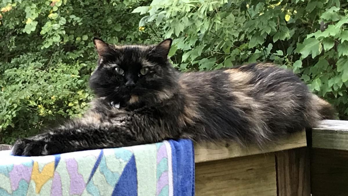 Image of Gabby, Lost Cat