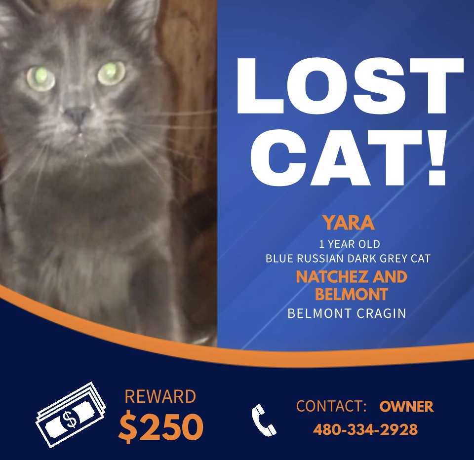 Image of YARA, Lost Cat