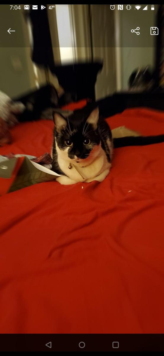 Image of Daisy, Lost Cat