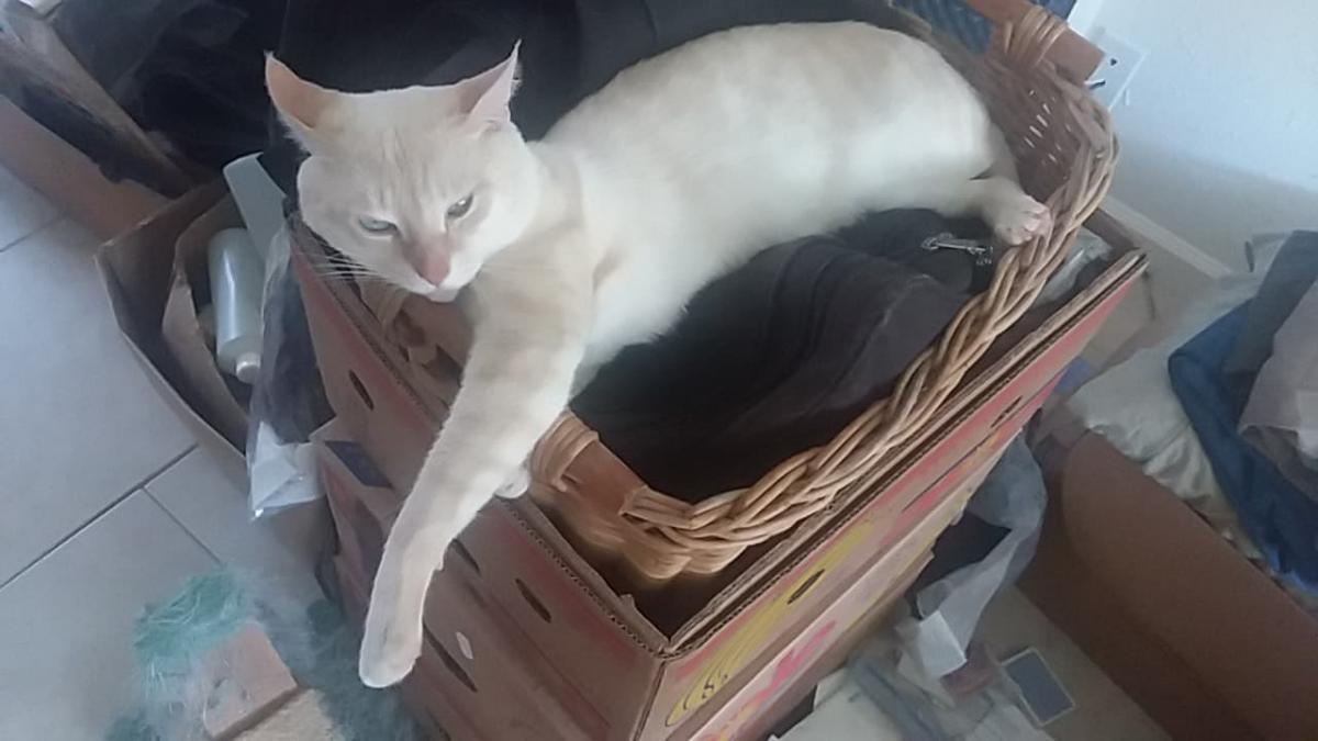 Image of Fuey, Lost Cat