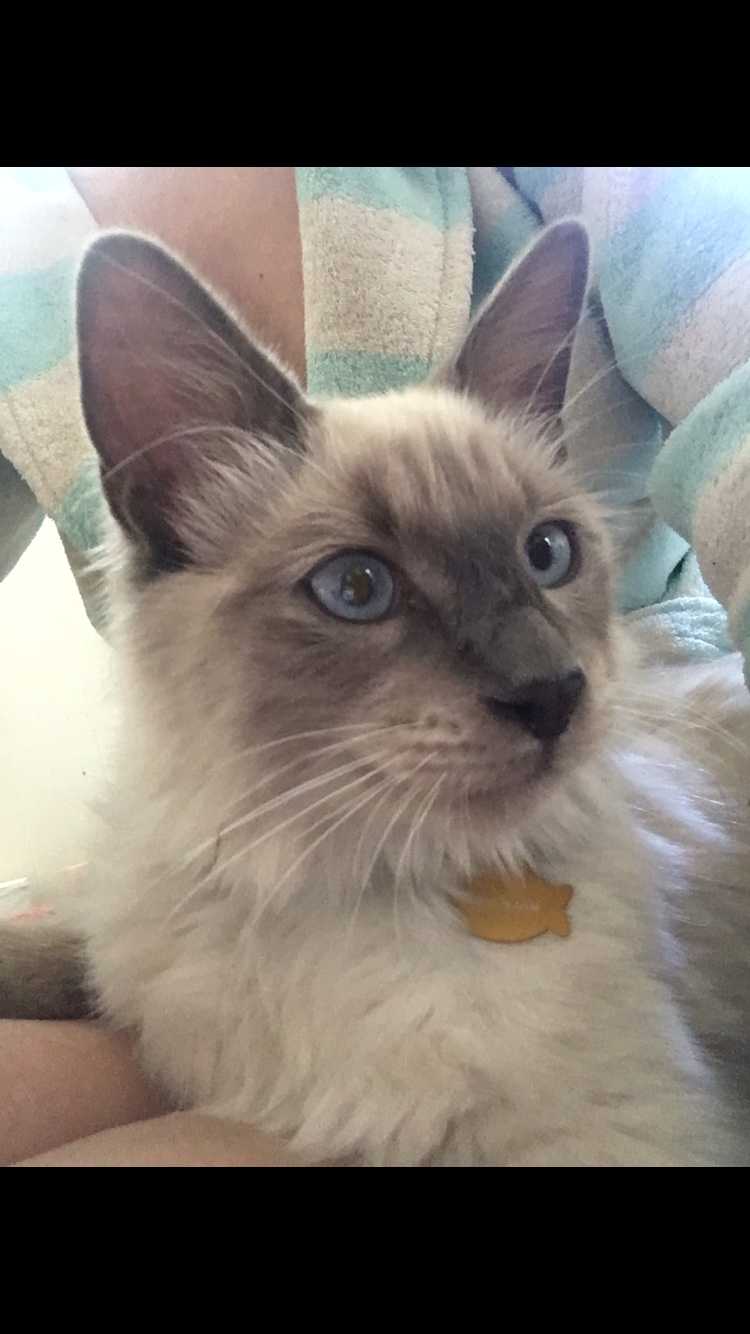 Image of Keanu, Lost Cat