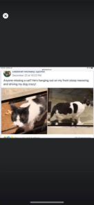 Image of Zachary, Lost Cat