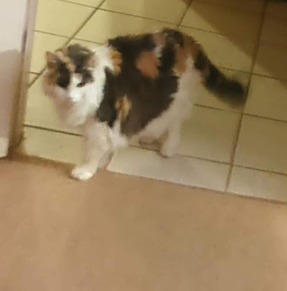 Image of Shelter, Lost Cat