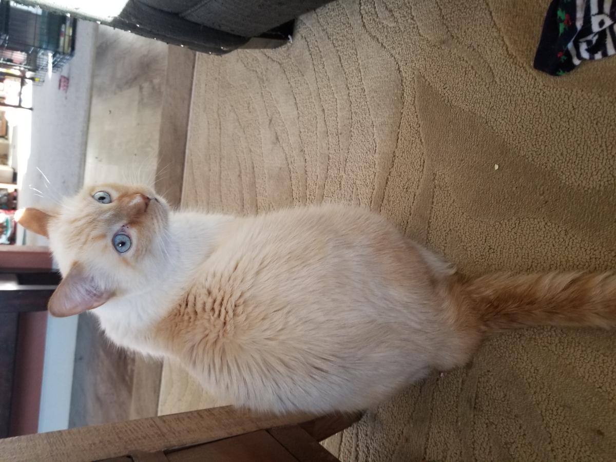 Image of Unknown (Max), Found Cat