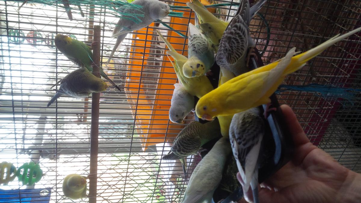 Image of Flock of Parakeets, Lost Bird