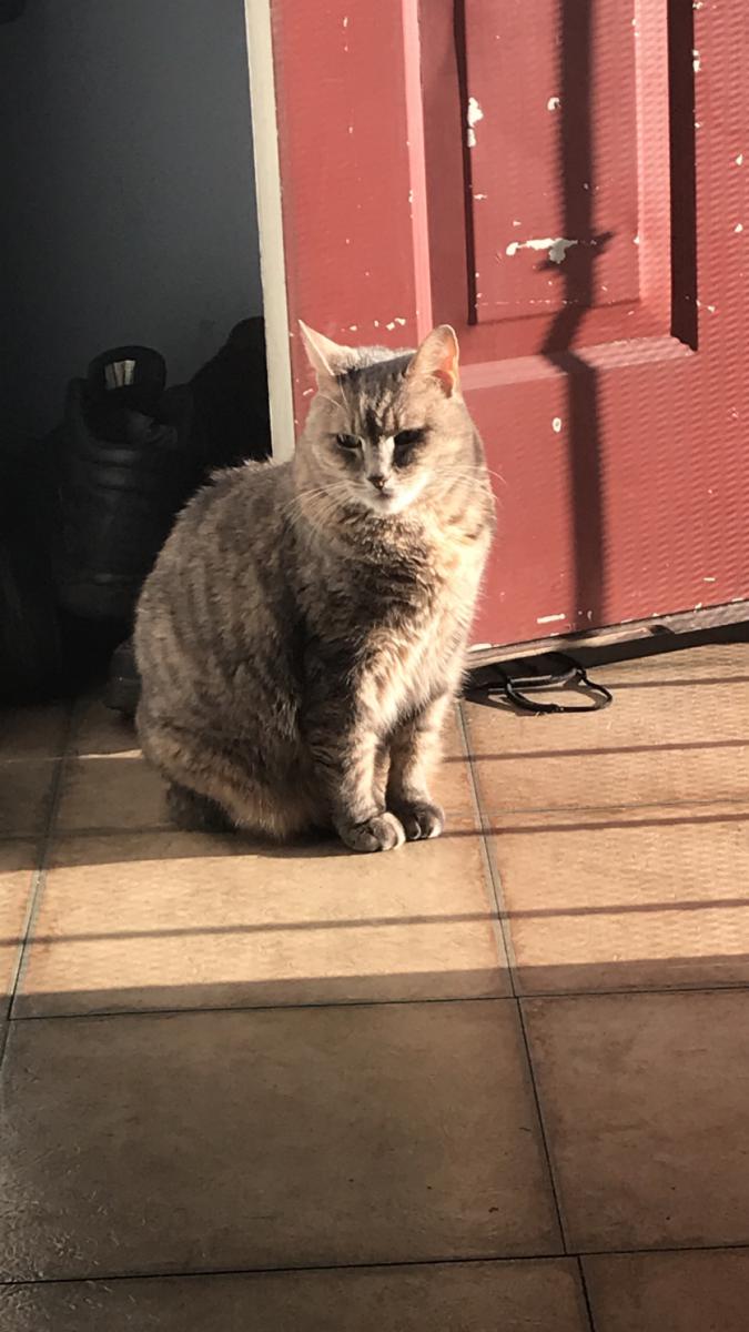 Image of Nubs, Lost Cat