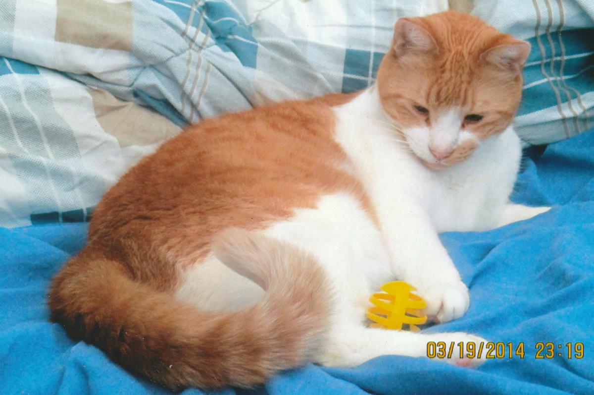 Image of Sonny, Lost Cat