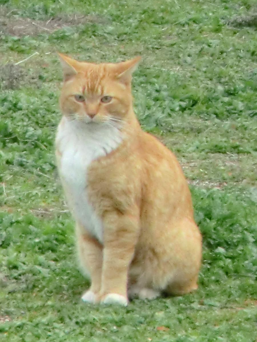 Image of Morris/Felix, Lost Cat
