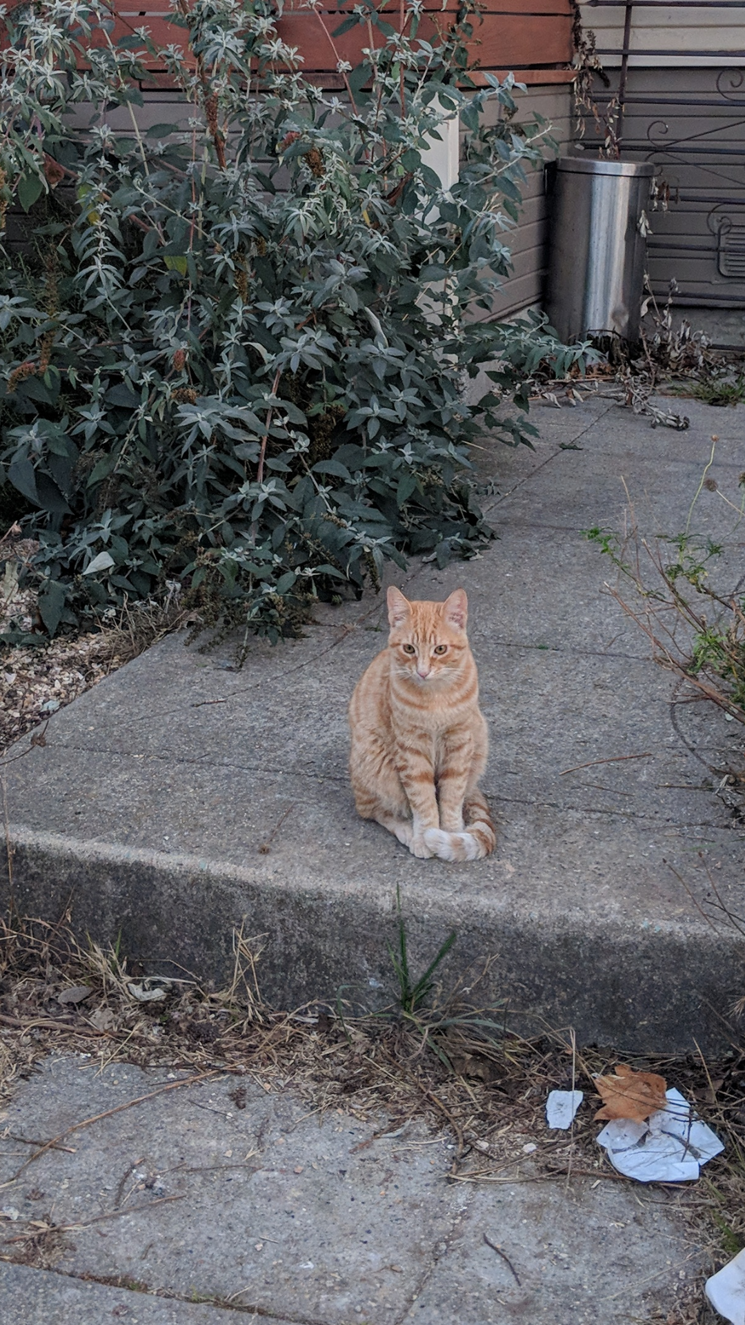 Image of Orzo, Lost Cat