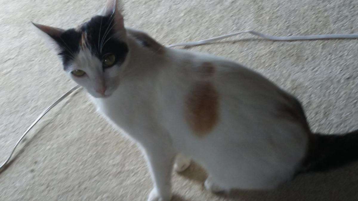 Image of Klamity, Lost Cat