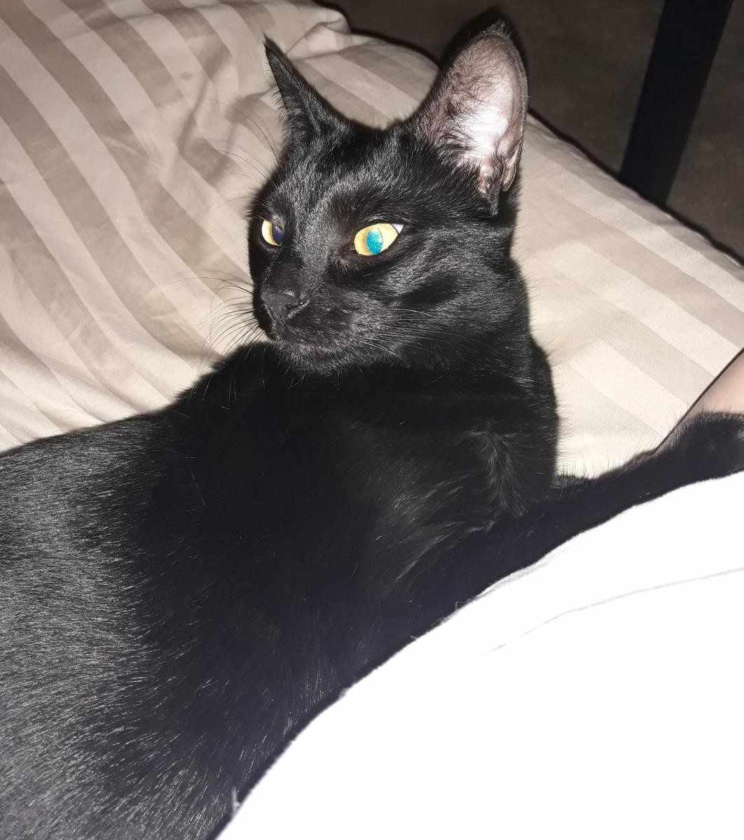 Image of Jazzy, Lost Cat