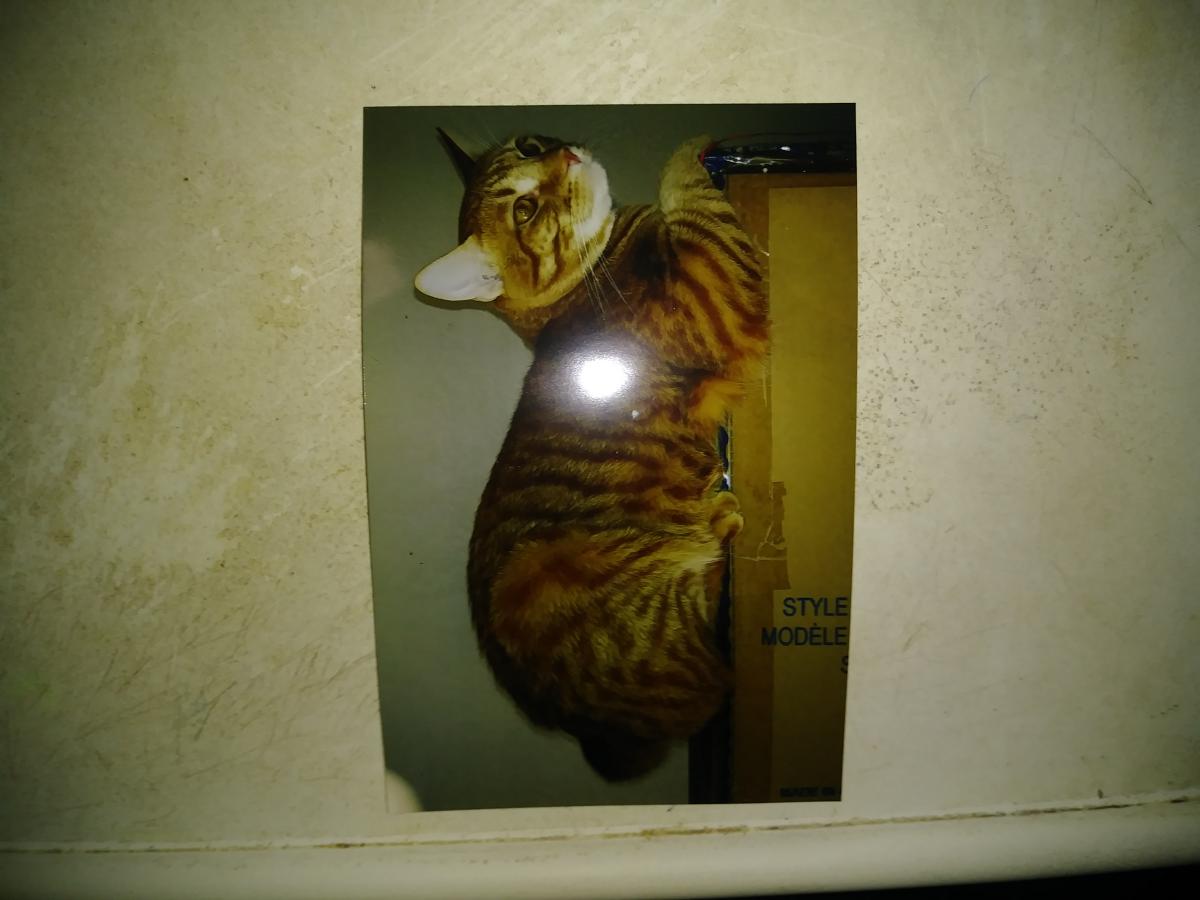 Image of Bronco Butu, Lost Cat