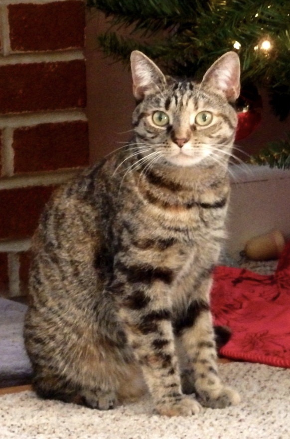 Image of Zivah, Lost Cat