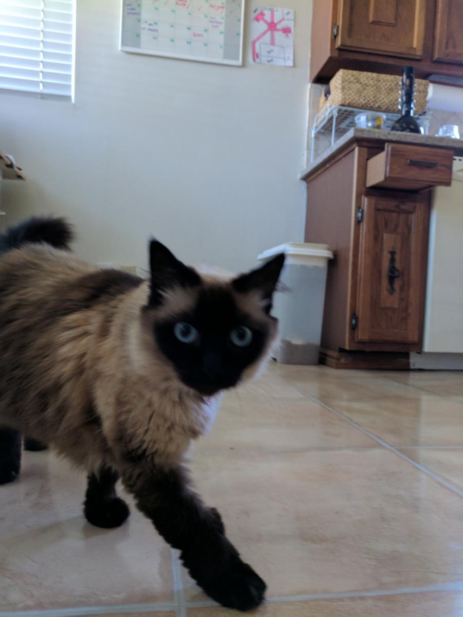 Image of Nikkitah, Lost Cat