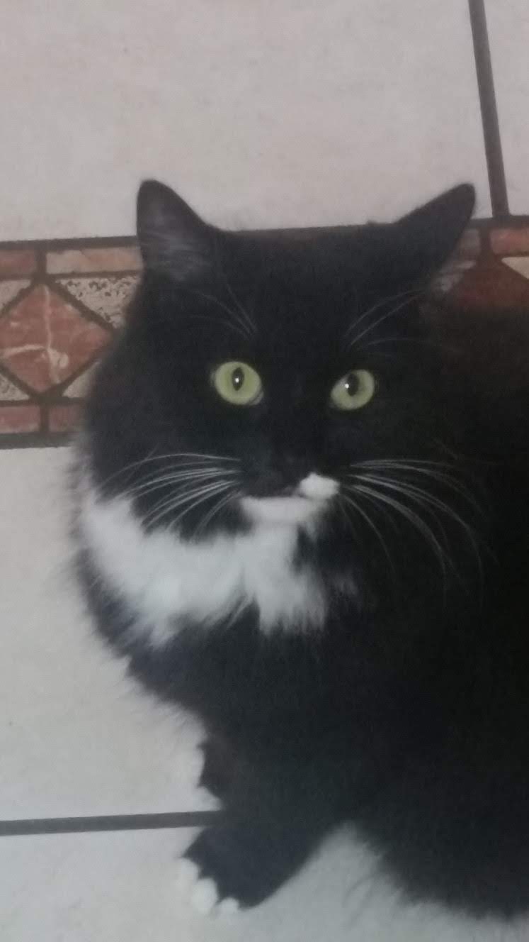 Image of Midknight, Lost Cat