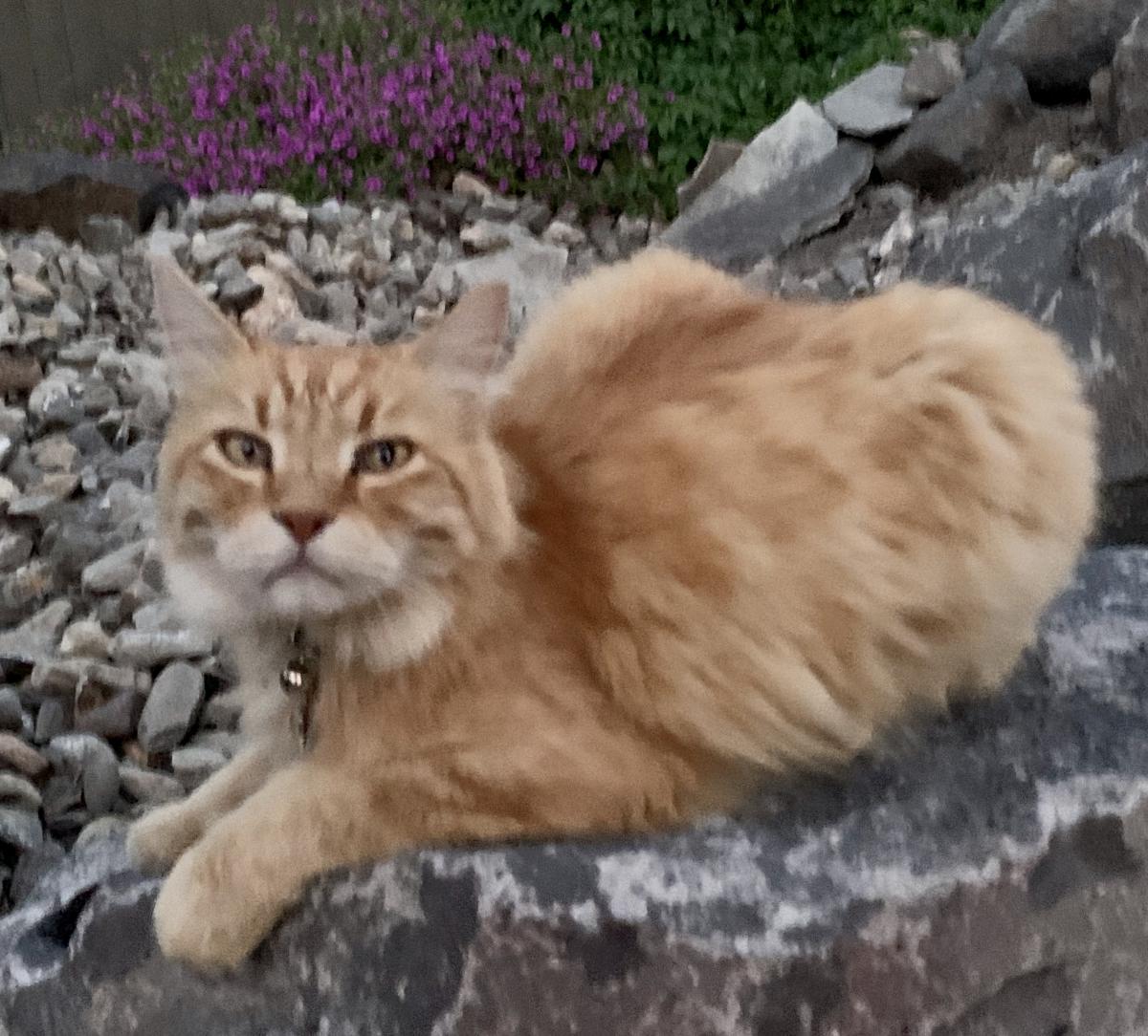 Image of Pippin, Lost Cat