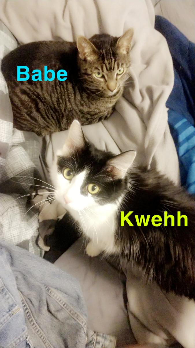 Image of Kweh, Lost Cat