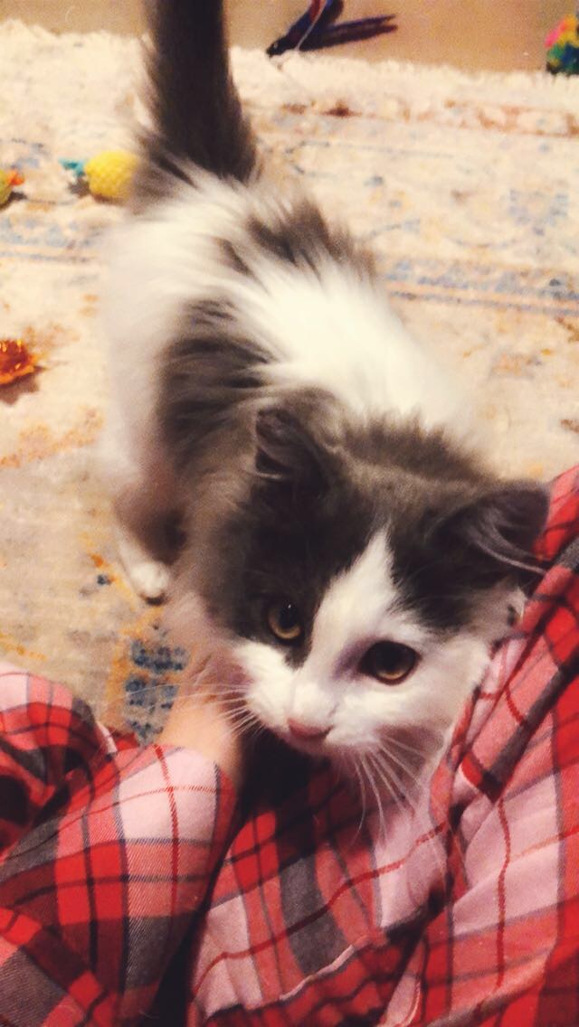 Image of Zima, Lost Cat