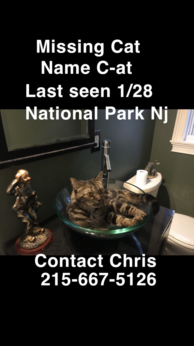Image of C-at, Lost Cat