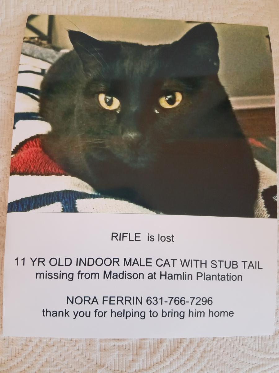 Image of RIFLE, Lost Cat