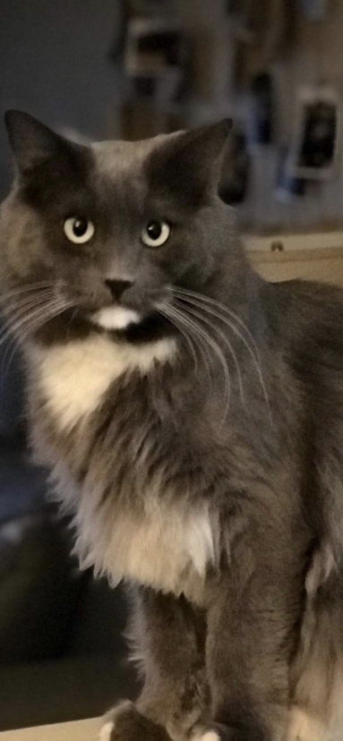 Image of Newton, Lost Cat