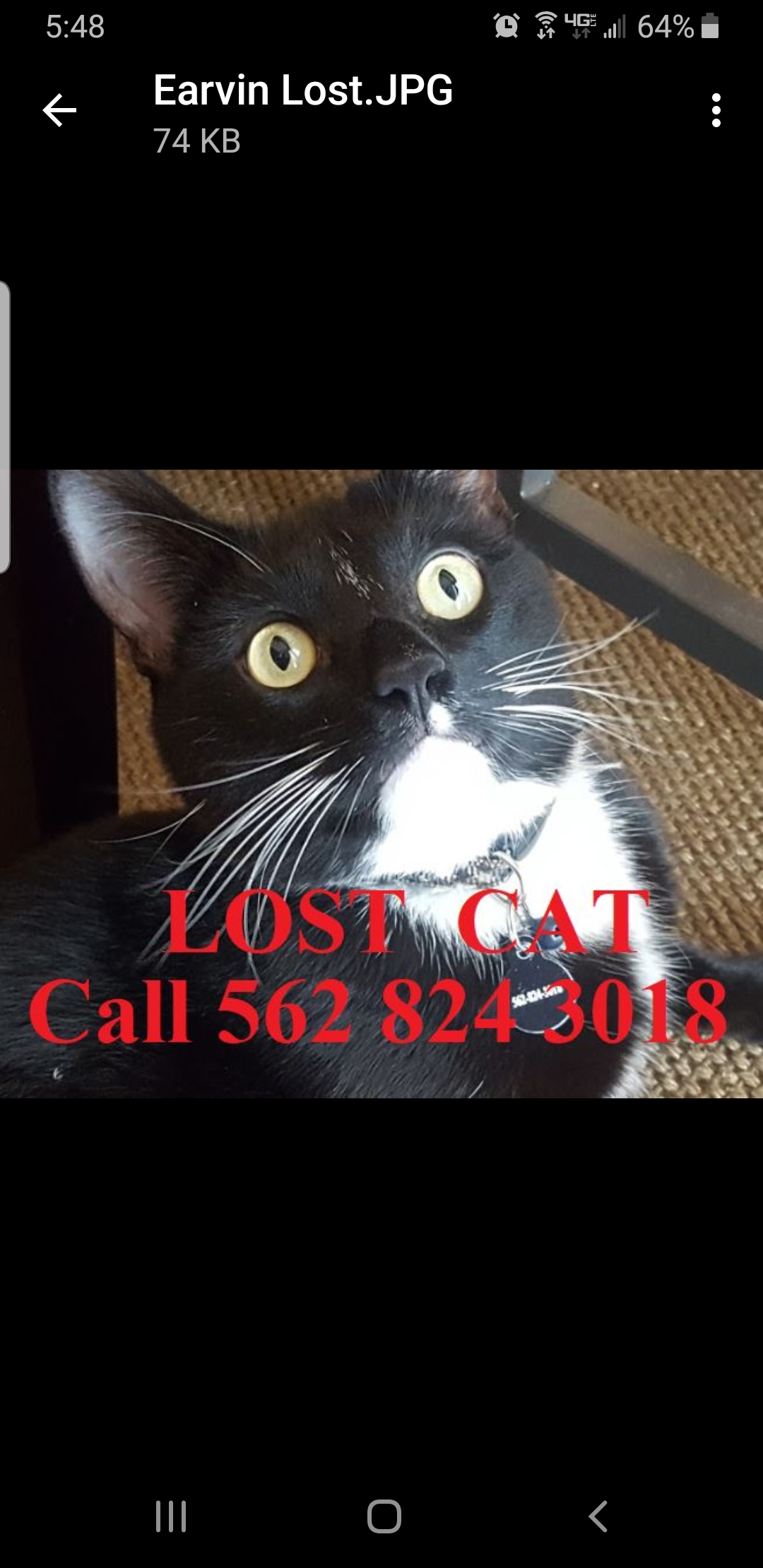 Image of Earvin, Lost Cat