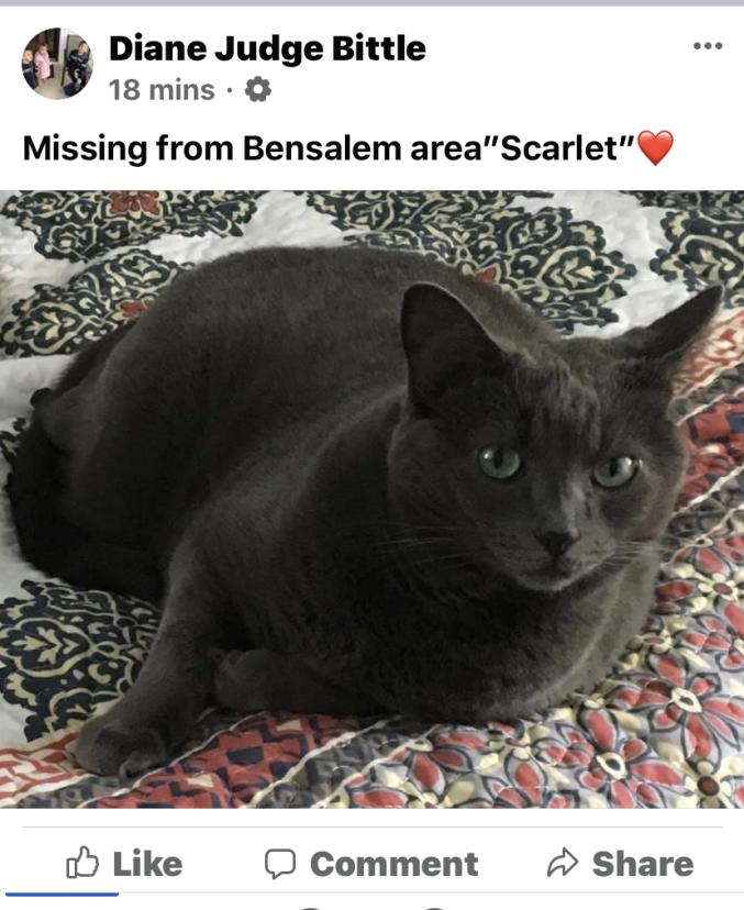 Image of Scarlet, Lost Cat
