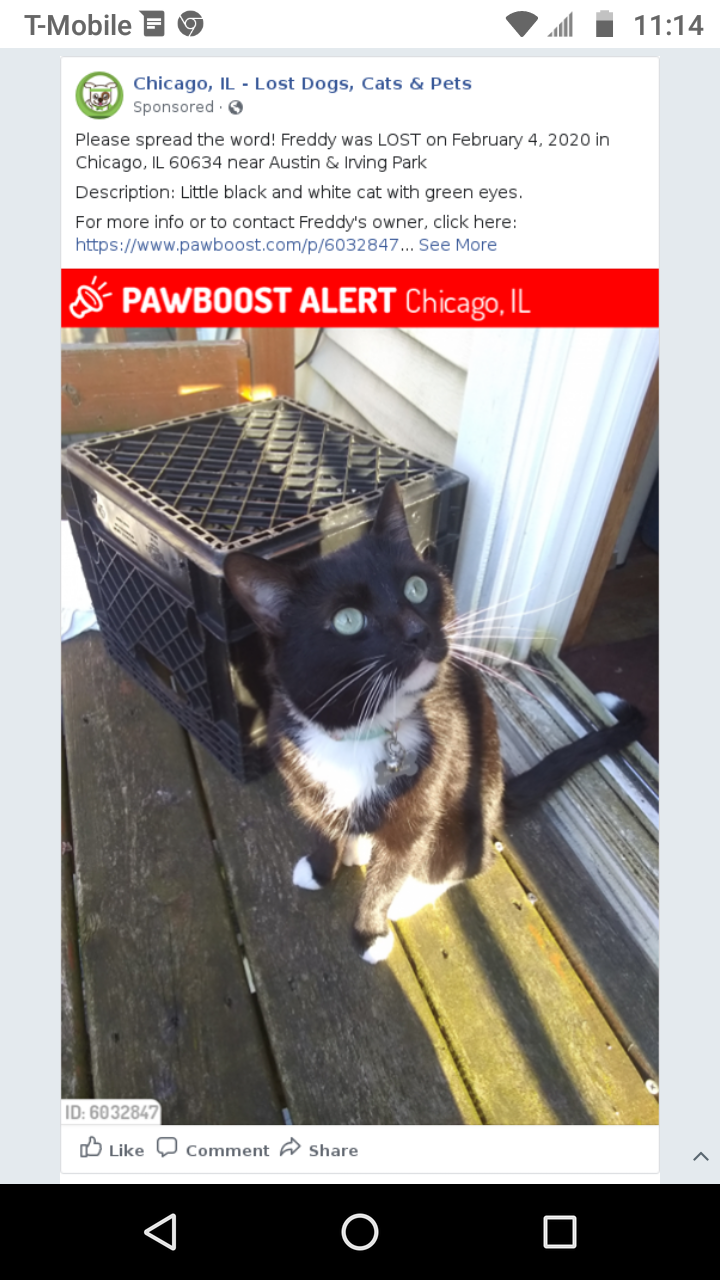 Image of Freddy, Lost Cat