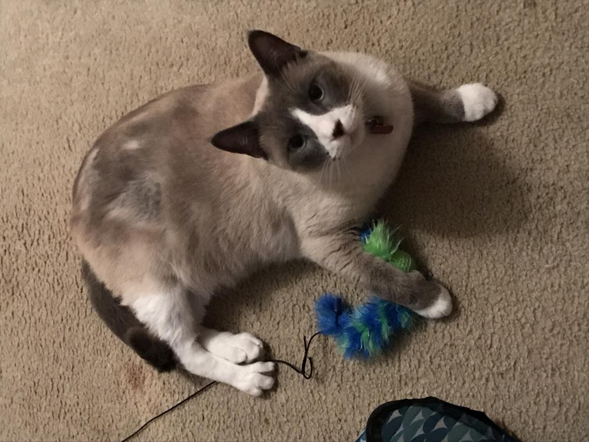 Image of Casper, Lost Cat