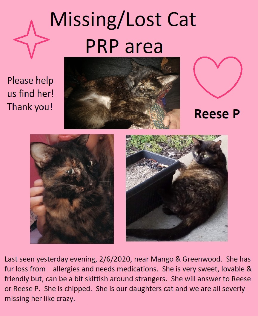 Image of Reese, Lost Cat