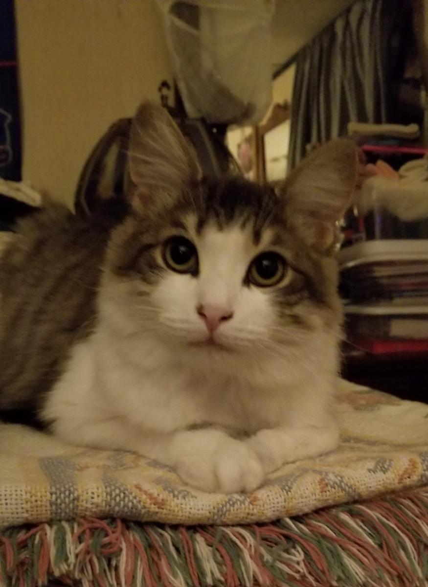 Image of Ellie, Lost Cat