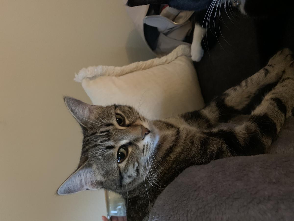 Image of Scout Finch, Lost Cat