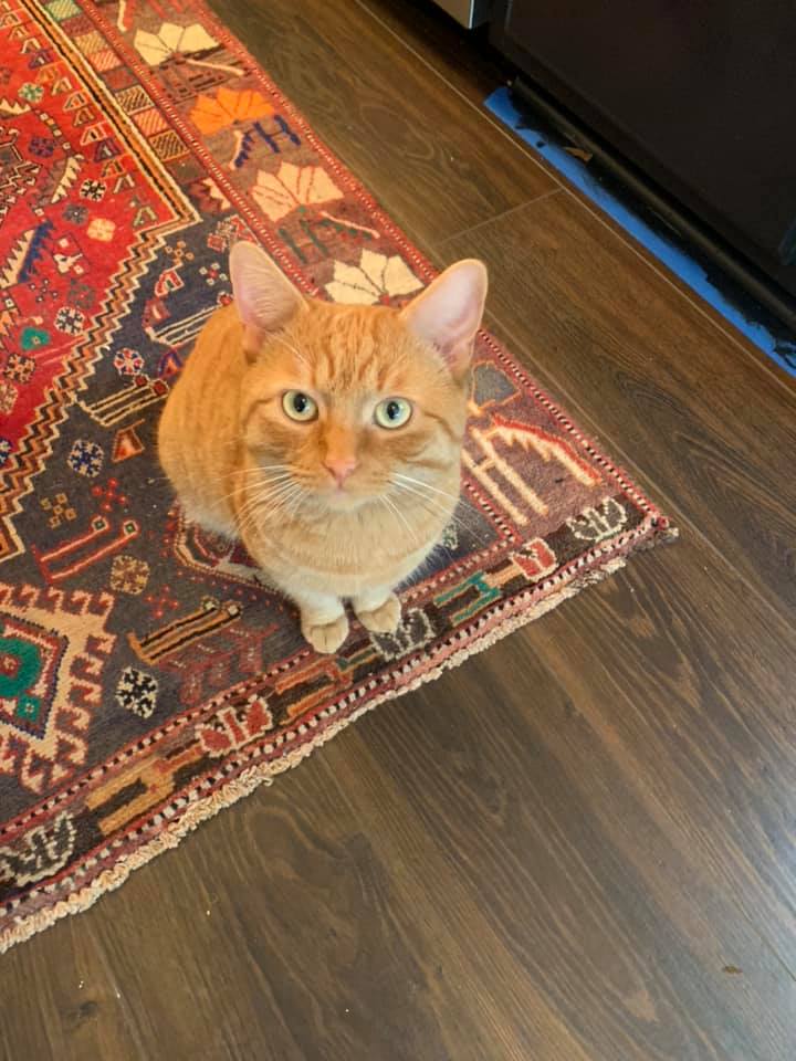 Image of Cheddar, Lost Cat