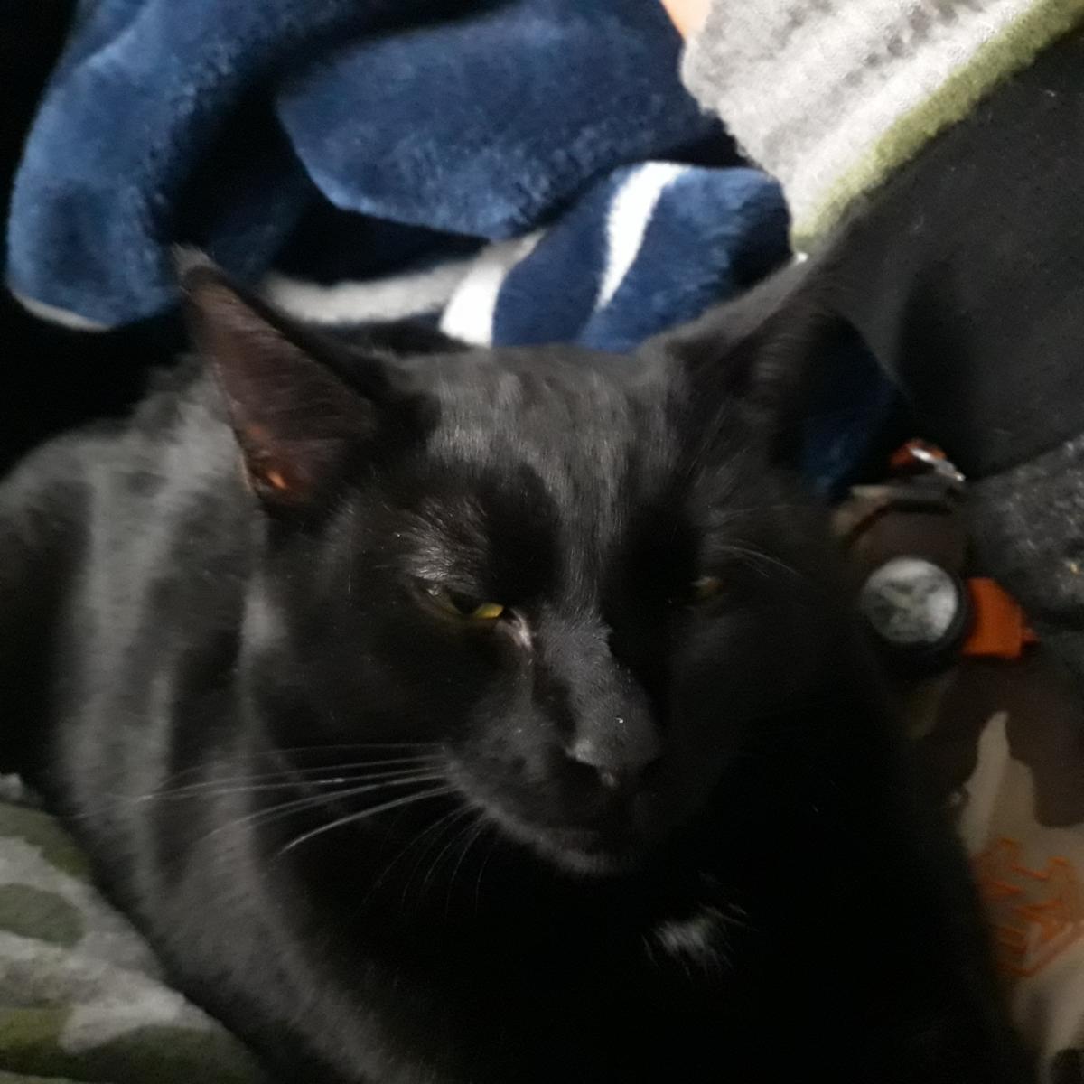 Image of Little Man, Lost Cat