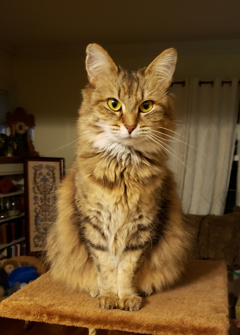 Image of Fiona, Lost Cat