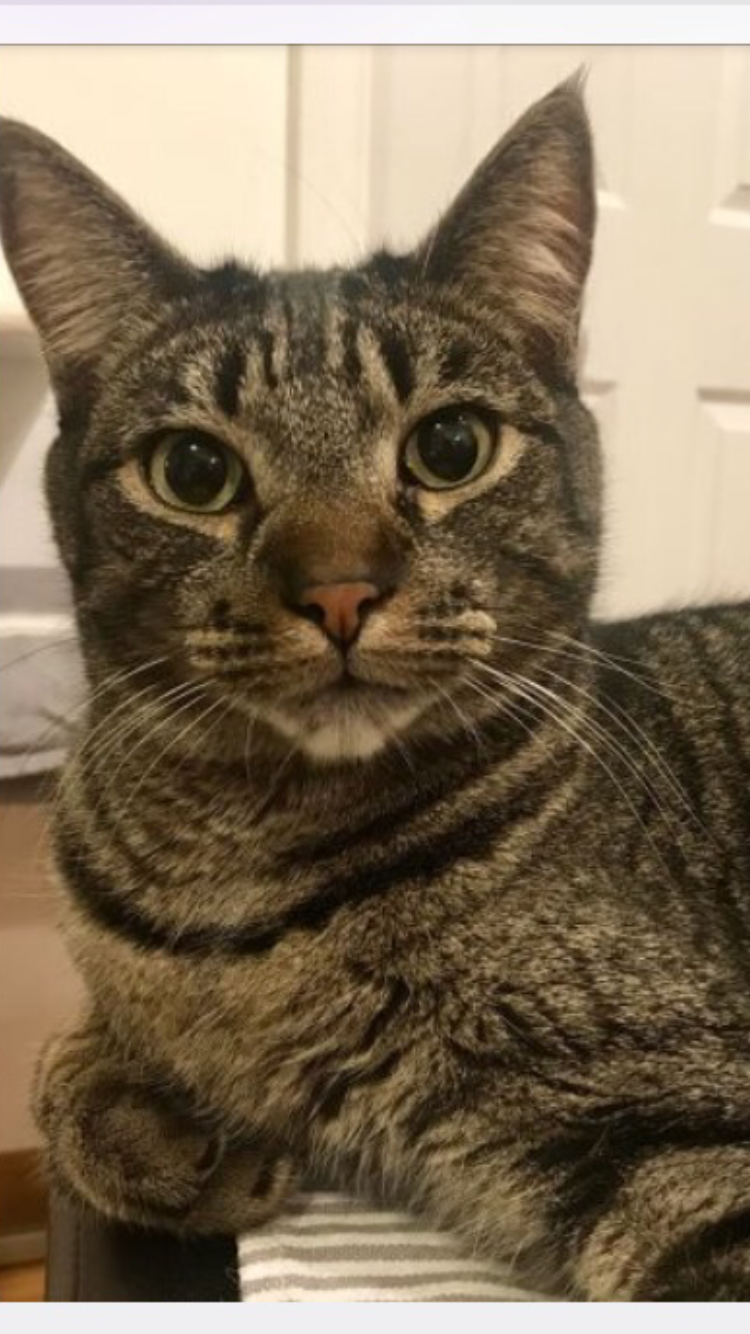 Image of Barry, Lost Cat
