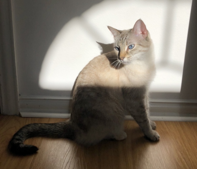 Image of Duchess, Lost Cat
