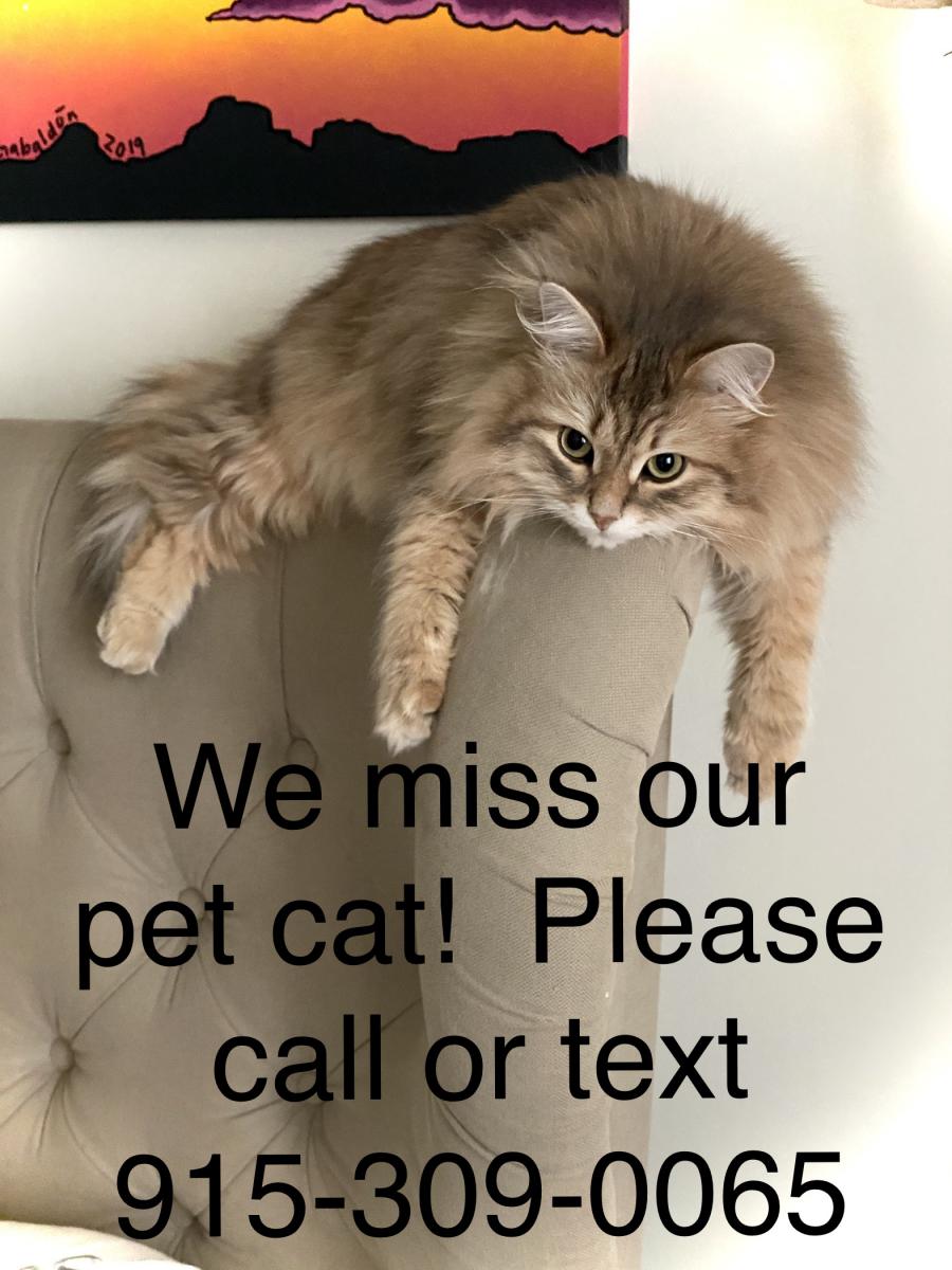 Image of Shufi, Lost Cat