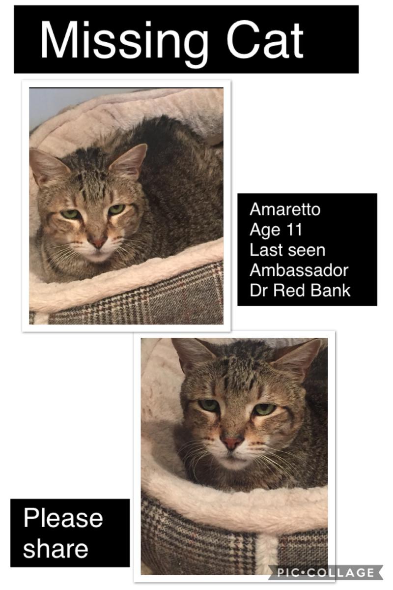 Image of Amaretto, Lost Cat