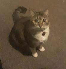 Image of Chicken Nugget, Lost Cat