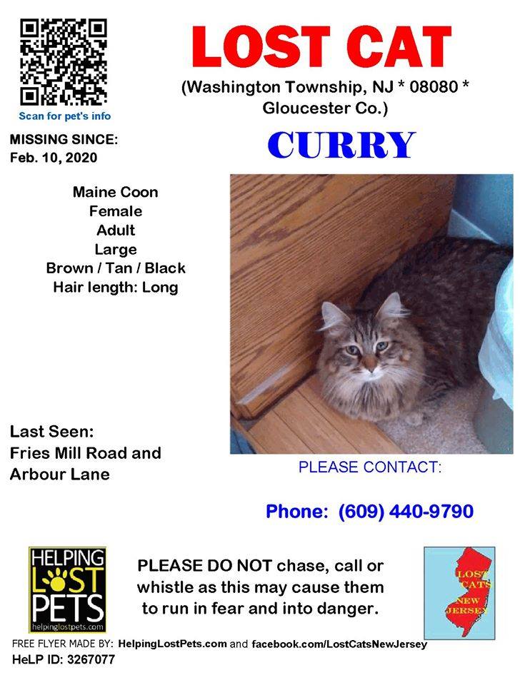 Image of Curry, Lost Cat