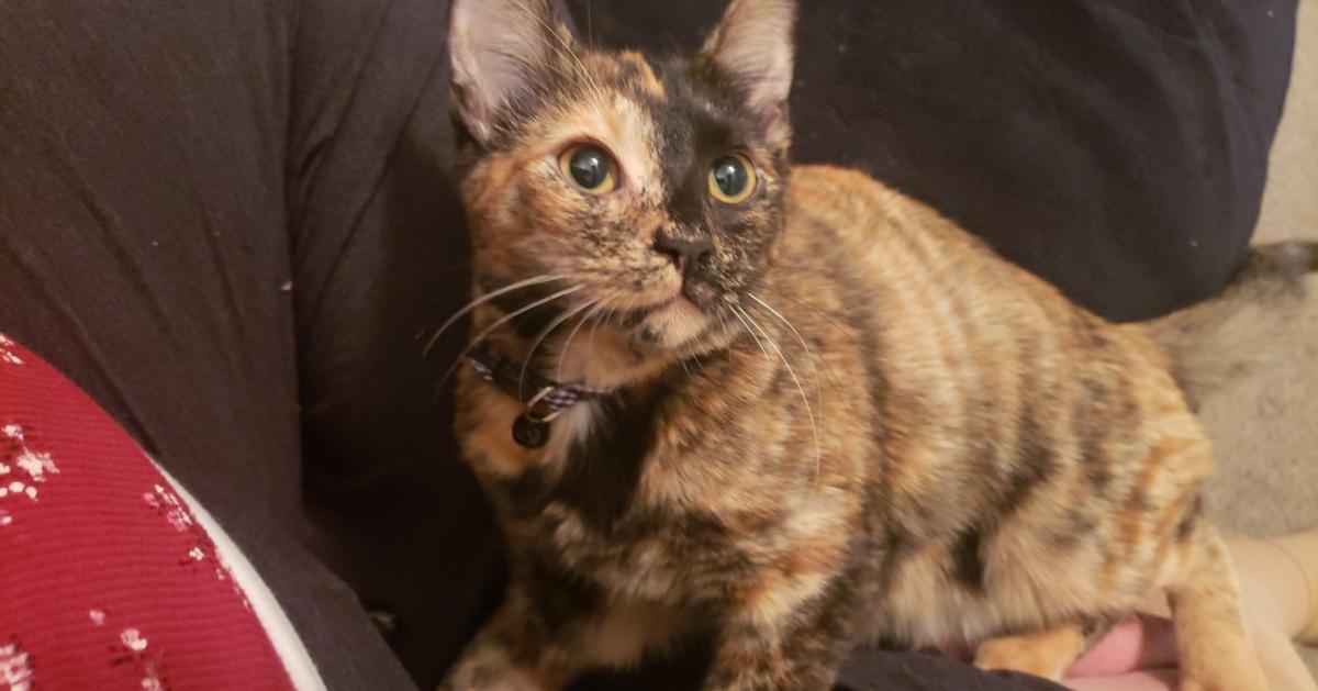Image of KiKi 2faced MeowMeow, Lost Cat