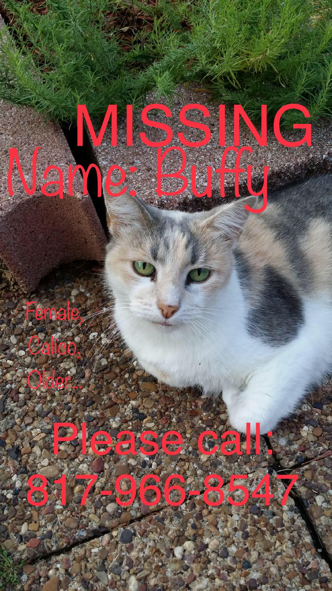 Image of Buffy, Found Cat