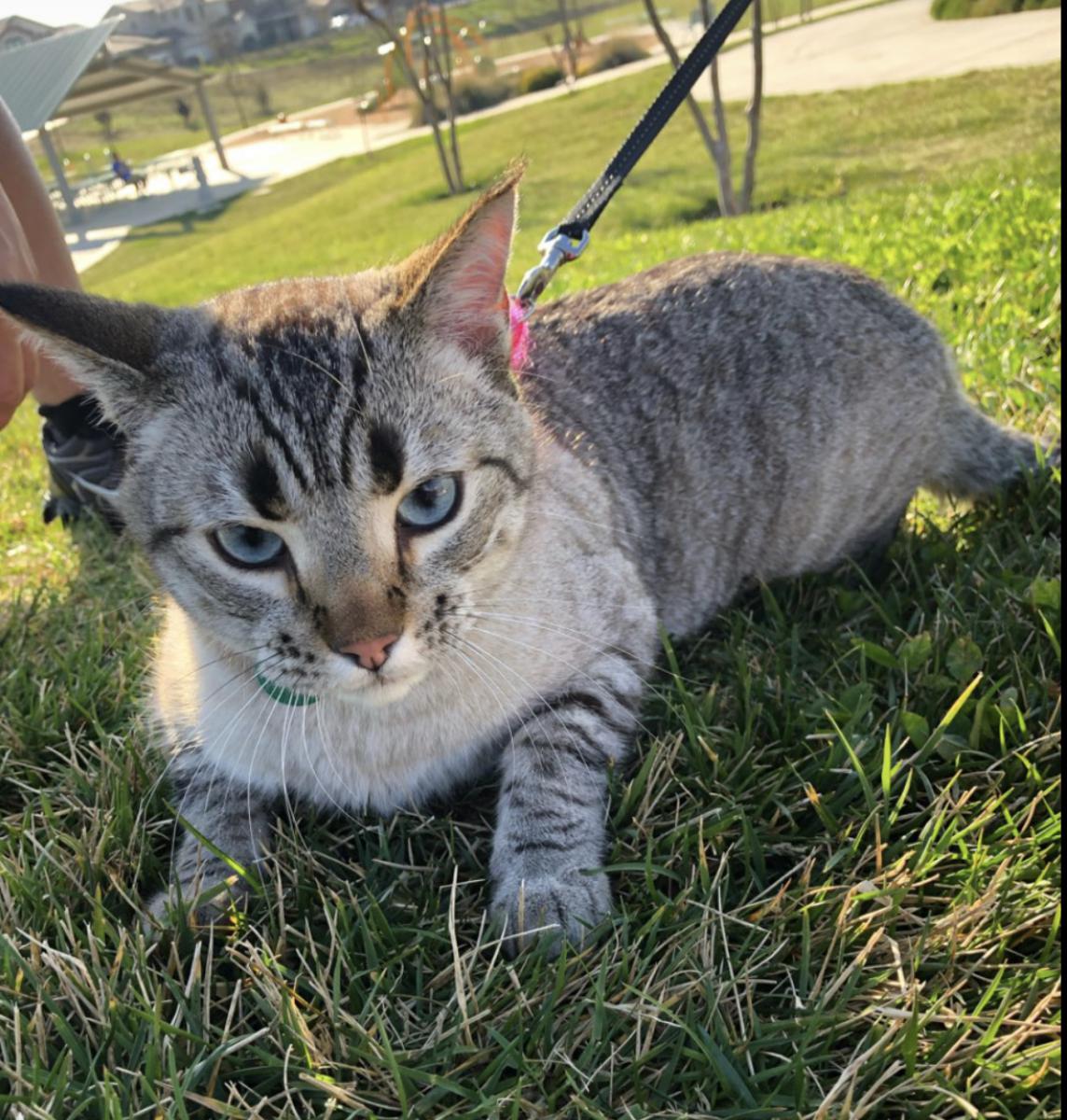 Image of BamBam, Lost Cat
