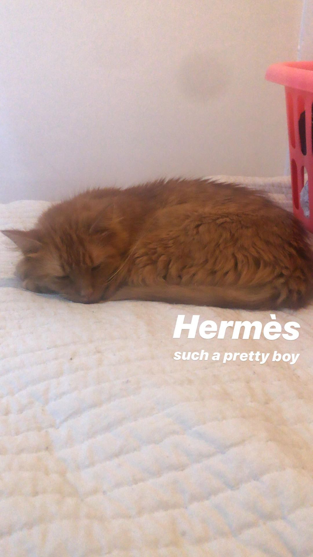 Image of Hermes, Lost Cat