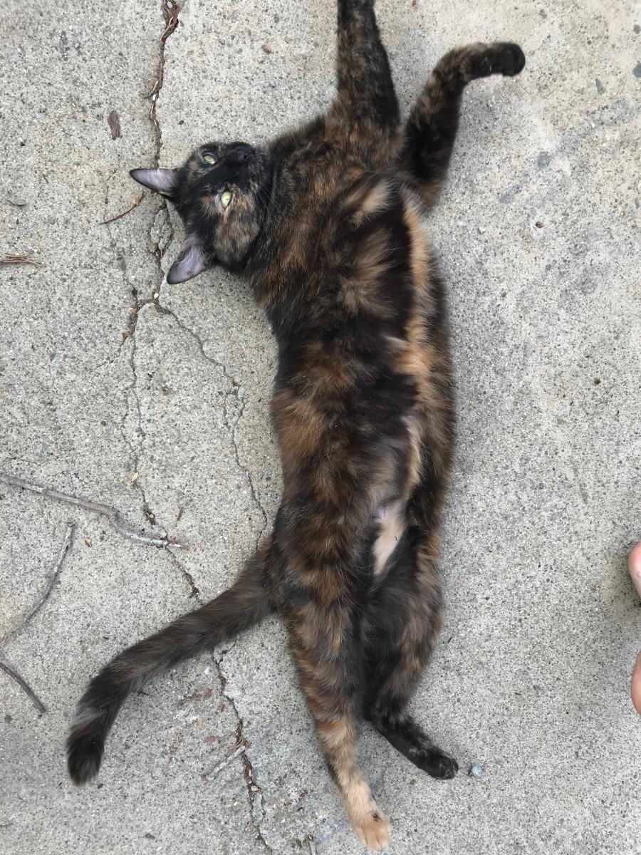 Image of Flea, Lost Cat