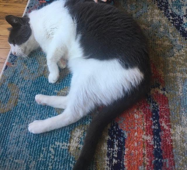 Image of Mingus, Lost Cat