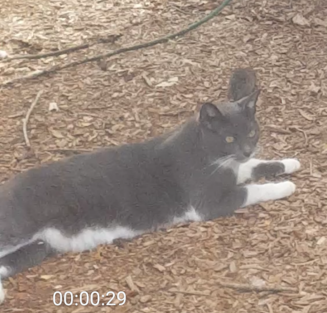 Image of Squeakers, Lost Cat