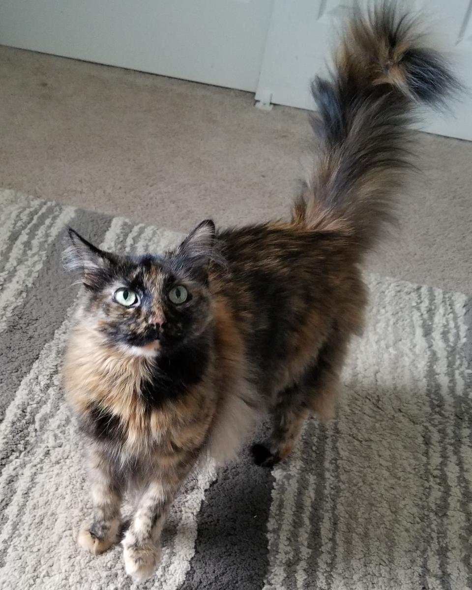 Image of Lillian (Lilly/Lil), Lost Cat