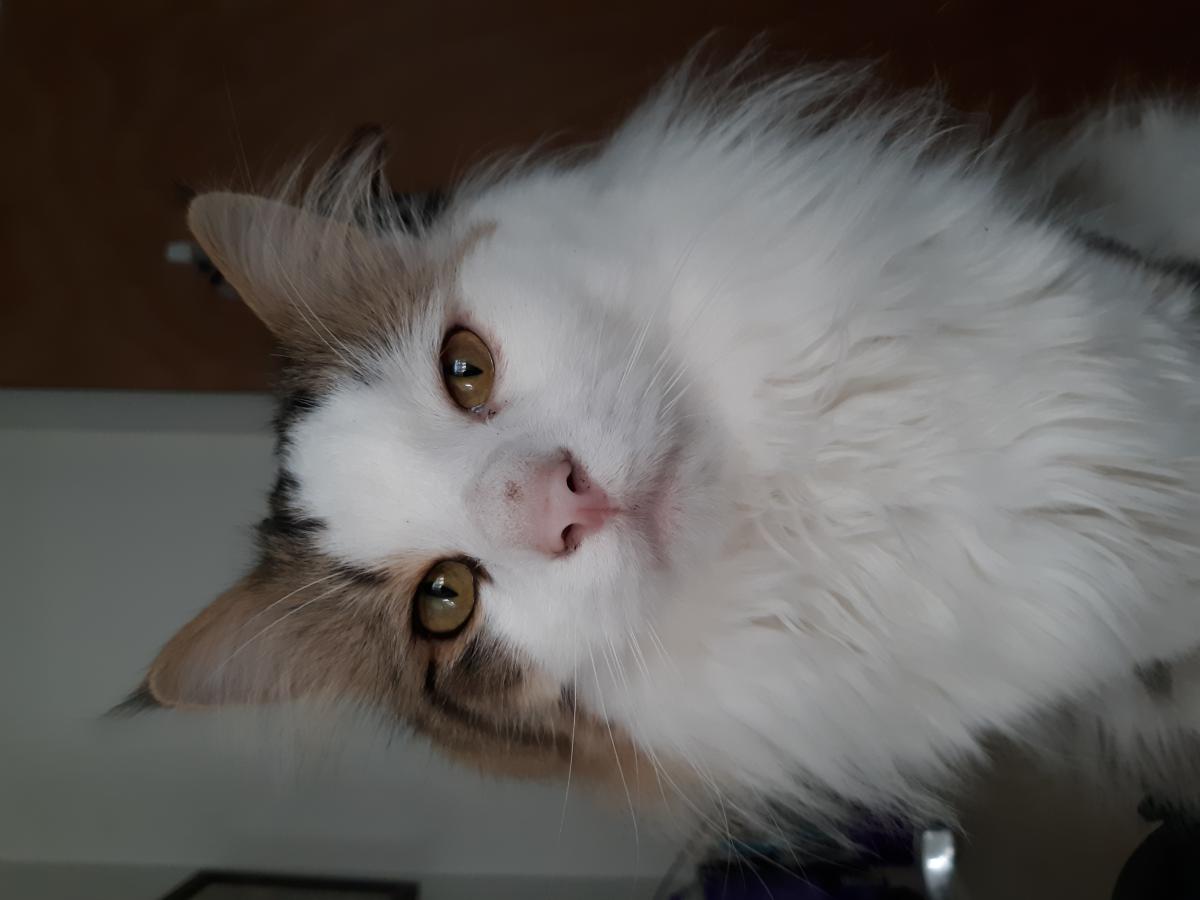 Image of Gimli/bean, Lost Cat